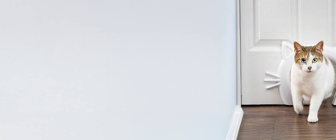 essential cat supplies in north macedonia