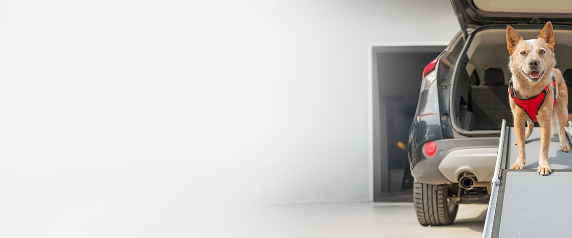 premium canine essentials in north macedonia