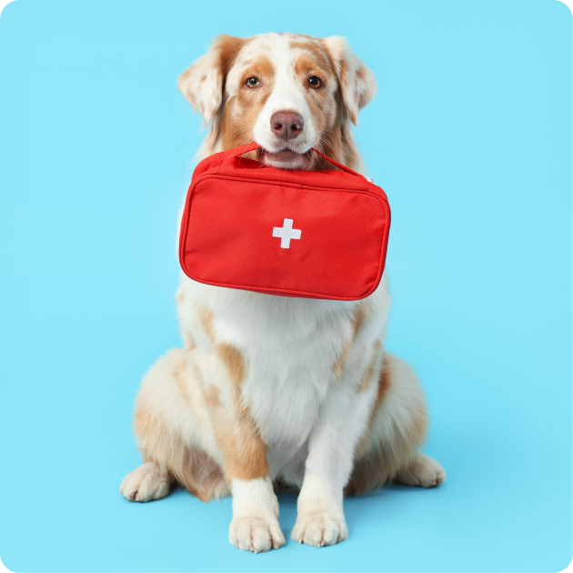 Dog Health Supplies