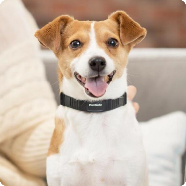 PetSafe Products for Dogs