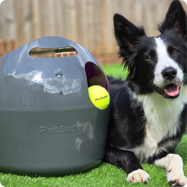PetSafe Training Accessories