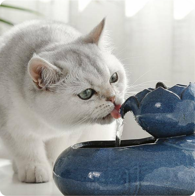 Cat Fountains